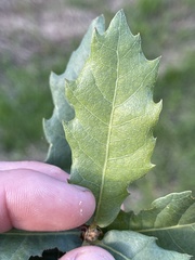 Quercus × grandidentata