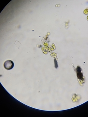 Desmococcus