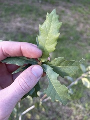 Quercus × grandidentata