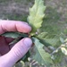 Engelmann × Leather Oak Hybrid - Photo (c) pleistocene, some rights reserved (CC BY-NC), uploaded by pleistocene