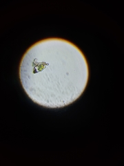 Desmococcus