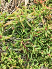 Hemichroa pentandra
