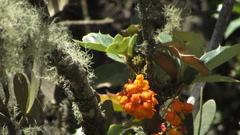 Berberis goudotii