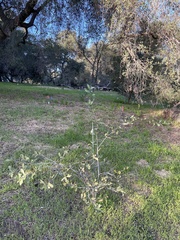 Quercus × grandidentata