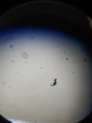 Desmococcus