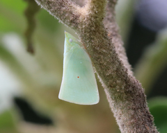 Colgaroides acuminata