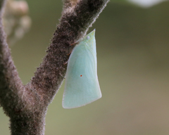 Colgaroides acuminata