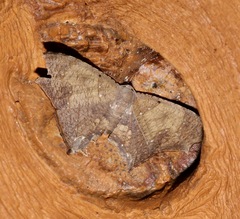 Trotorhombia metachromata image