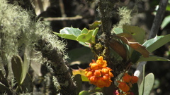 Berberis goudotii
