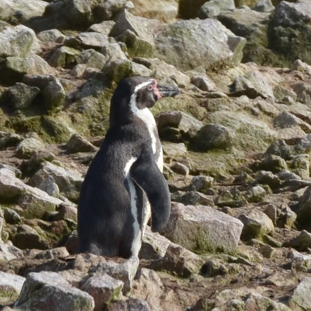 Humboldt penguin standing on stony ground, seen side-on with its pink face skin visible