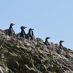 Spheniscus humboldti