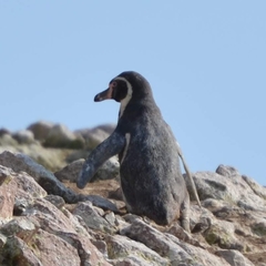 Spheniscus humboldti