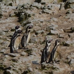 Spheniscus humboldti