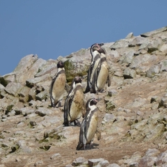 Spheniscus humboldti