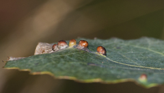 Harmandiola globuli