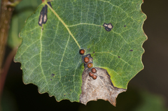 Harmandiola globuli