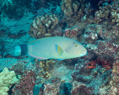 Ballieu's Wrasse photo 2