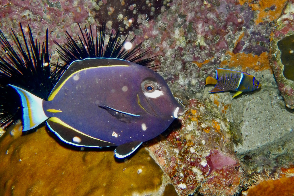 Witwang-doktersvis (Acanthurus nigricans) — Acanthuridae