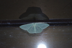 Thalassodes intaminata