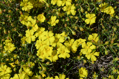Hibbertia acerosa