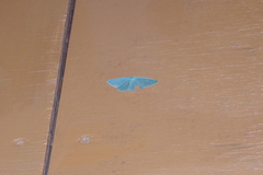 Thalassodes intaminata