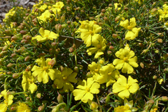 Hibbertia acerosa