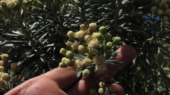 Monticalia pulchella