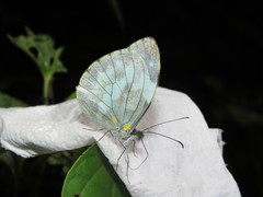 Dismorphia crisia foedora