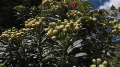 Monticalia pulchella