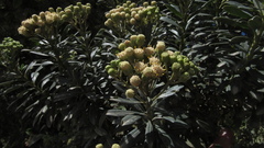 Monticalia pulchella