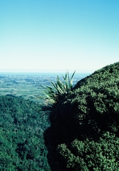 Phormium cookianum hookeri