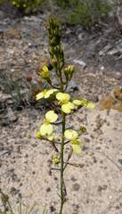 Stylidium diuroides