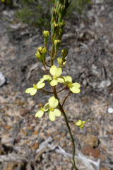 Stylidium diuroides