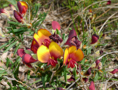 Bossiaea eriocarpa