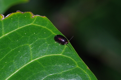 Perisphaerus pygmaeus