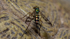 Heteropsilopus ingenuus