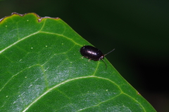 Perisphaerus pygmaeus