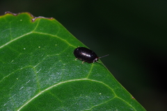 Perisphaerus pygmaeus