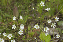 Cerastium furcatum