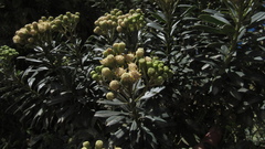 Monticalia pulchella