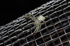 Thomisus okinawensis