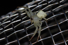 Thomisus okinawensis