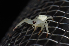 Thomisus okinawensis