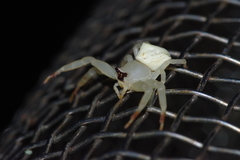 Thomisus okinawensis