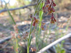 Gonocarpus elatus