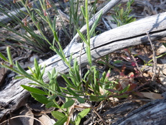 Gonocarpus elatus
