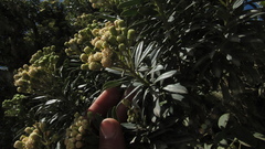 Monticalia pulchella