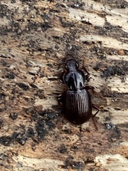 Gastrellarius honestus