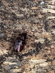 Gastrellarius honestus