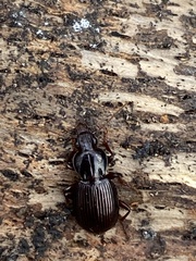 Gastrellarius honestus